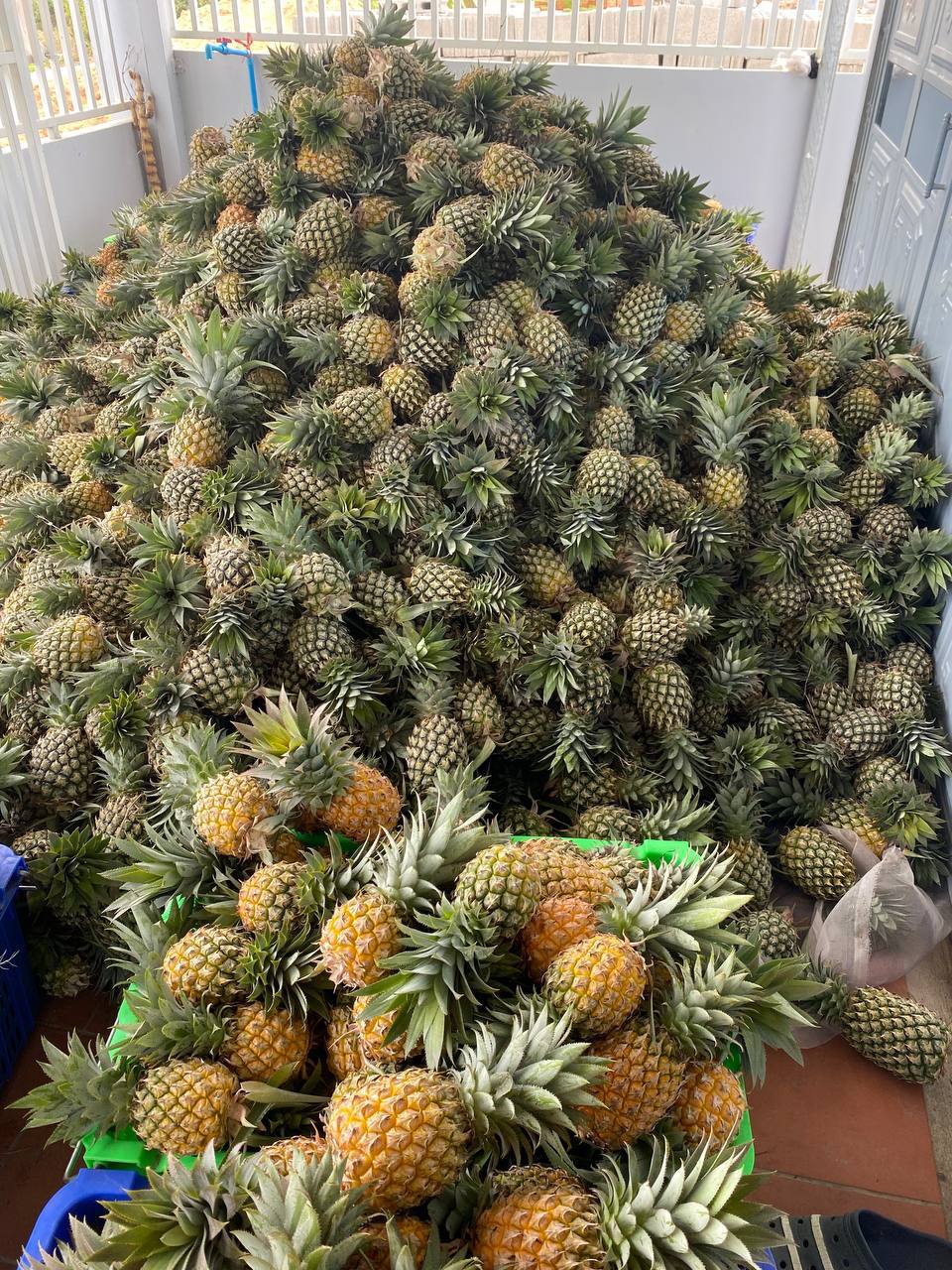 Large harvest of fresh pineapples
